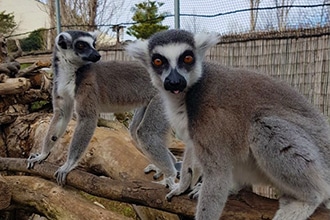 Lemuri a Zoomarine