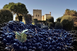 Ville Venete, vendemmia a Villa Emo Capodilista