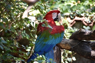 Pappagallo allo zoo di Pistoia