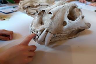 Momento divertende a un laboratorio per bambini al Museo Di Storia Naturale di Venezia