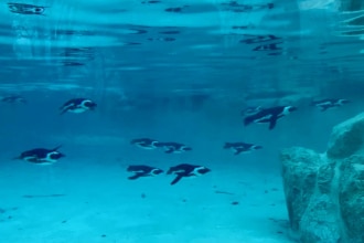 pinguini allo zoo di Pistoia