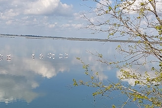 Isola di Albarella, fenicotteri