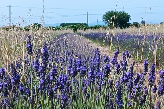 Campo di lavanda alla fattoria agriturismo Belvedere, Bellaria, Rimini