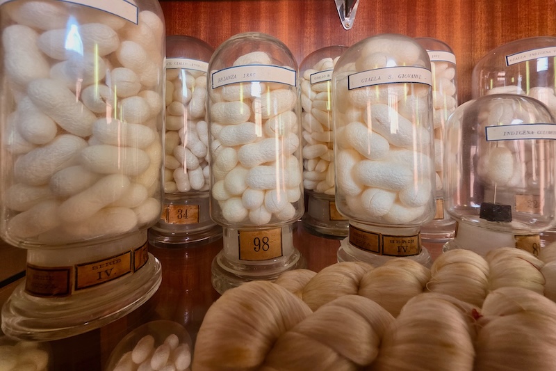 Esapolis: il museo degli insetti di Padova