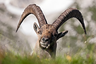 Stambecco sulle Dolomiti Friulane