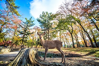 I cervi di Nara Park