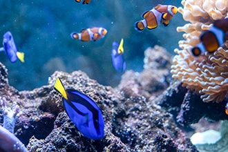 Tropicarium Park a Jesolo, pesce Nemo e Dory