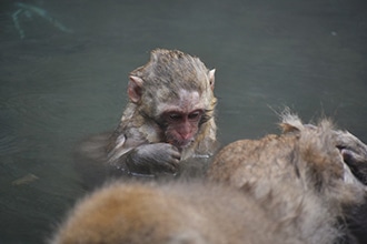 Macachi giapponesi