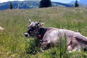 Vacanze nella natura in Alta Badia (BZ)