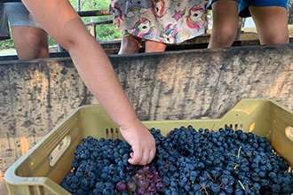 Castello di Gropparello, Festa dell'Uva, pigiatura