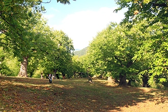 Raccolta delle castagne al Maneggio Casetta in Mugello