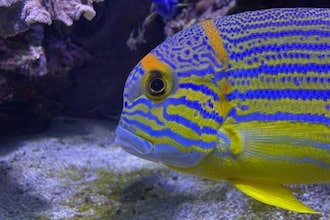 Principato di Monaco con bambini - Acquario dell'Oceanografico