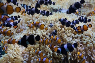 Principato di Monaco con bambini - Acquario dell'Oceanografico