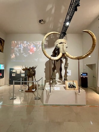   Principato di monaco con bambini: Museo di Antropologia Preistorica - Scheletro di Mammut