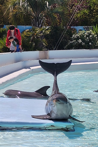 Incontro con i delfini a Zoomarine