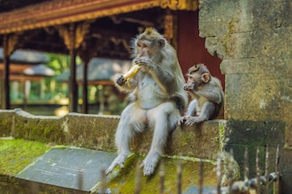 Bali_tempioscimmie_Depositphotos_galitskaya