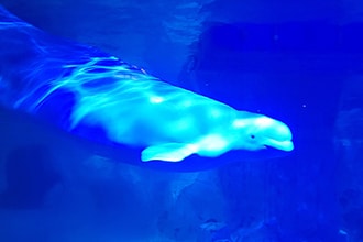 Oceanografico di Valencia, beluga