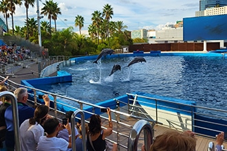 Oceanografico di Valencia, delfini