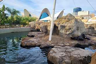 Oceanografico di Valencia, leoni marini