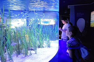 Oceanografico di Valencia, vasche mediterraneo