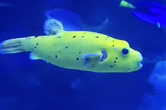 Oceanografico di Valencia, tunnel tropicale