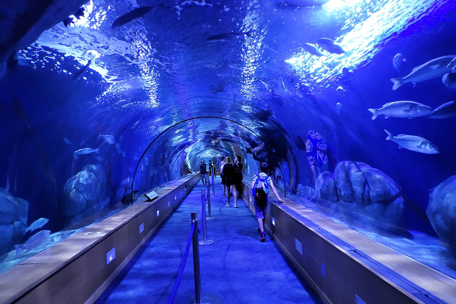 Oceanografico di Valencia, tunnel tropicale