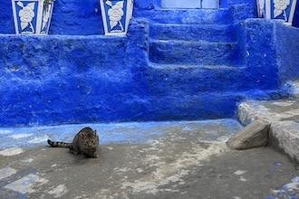 Chefchaouen_gatto_ph_GrottoM