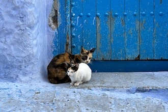 Chefchaouen_gatti_ph_GrottoM