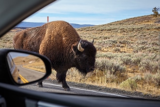 Parco Yellowstone, bisonte