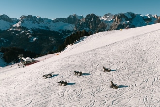 Cinque lupi del Buffaure