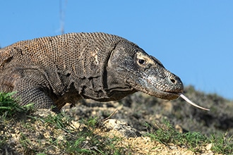 Drago di Komodo