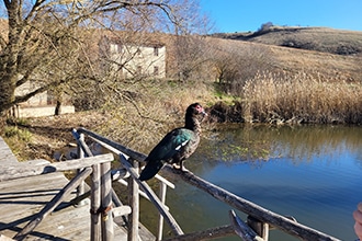 Parco di Colfiorito e palude, oca selvatica