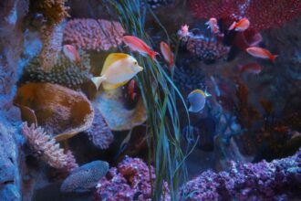 Gardaland Sea Life Aquarium