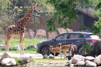 Safari al Parco Natura Viva di Bussolengo (VR)