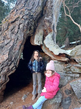 I larici millenari di Santa Gertrude (BZ), gli alberi più antichi d'Europa