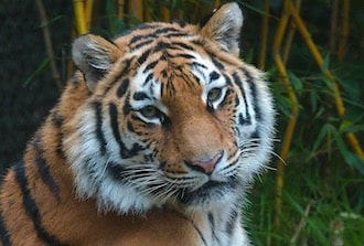 ParcoNaturaViva_Tigre siberiana