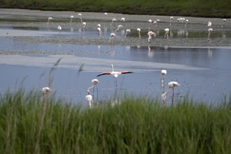 Primavera Slow nel Delta del Po_Depositphotos_Comacchio_izanbar