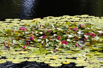 Normandia con i bambini: la casa di Monet a Giverny