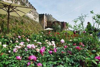 Fiori nella Rocca a Lonato del Garda (BS)