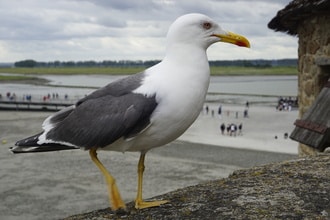 Normandia con i bambini: Mont Saint-Michel