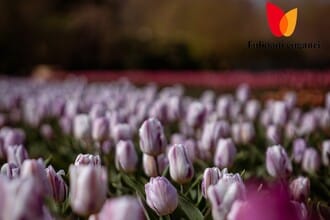 Tulipani Euganei: il campo you-pick ai piedi dei Colli Euganei (PD) 
