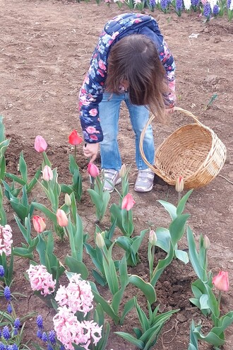 Tulipani Euganei: il campo di tulipani you-pick ai piedi dei Colli Euganei (PD)