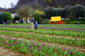 Tulipani Euganei: il campo di tulipani you-pick ai piedi dei Colli Euganei (PD)