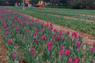 Tulipani Euganei: il campo di tulipani you-pick ai piedi dei Colli Euganei (PD)