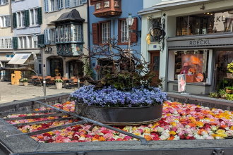 Zurigo fontane in fiore