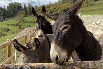 Asinelli all'Azienda Agricola Paolo Rossa di Vodo di Cadore