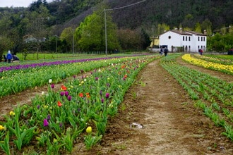 Tulipani Euganei: il campo di tulipani you-pick ai piedi dei Colli Euganei (PD)