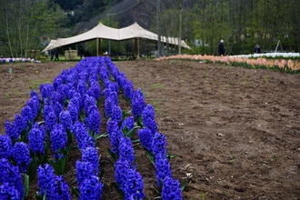 Tulipani Euganei: il campo di tulipani you-pick ai piedi dei Colli Euganei (PD)