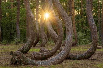 La foresta storta in Polonia