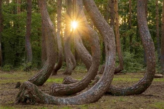 La foresta storta